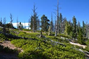 Bristlecone Loop Trail at Bryce Canyon National Park in Utah