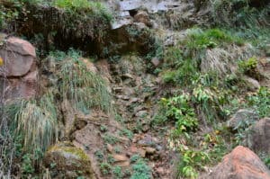 Hanging garden on the Riverside Walk at Zion National Park in Utah