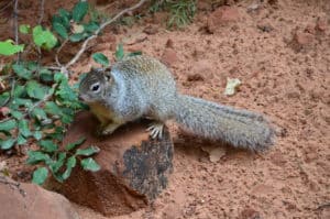 Squirrel on the Riverside Walk at Zion National Park in Utah