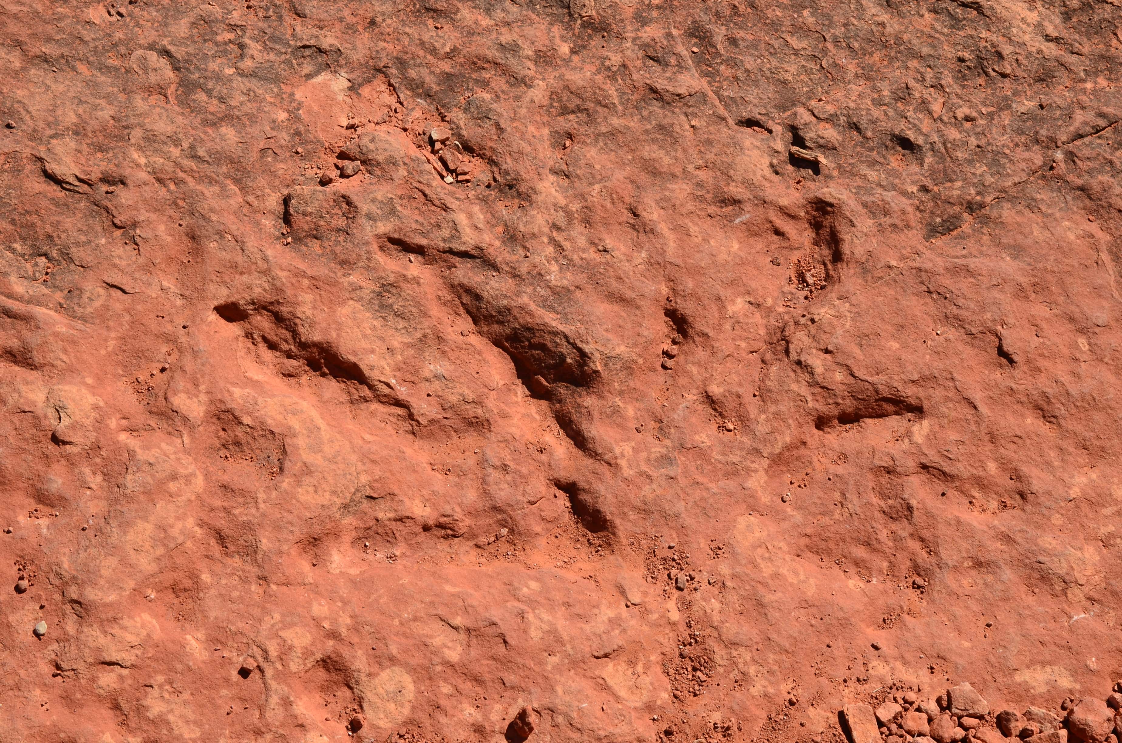 Dinosaur tracks on the Dinosaur Tracks Trail at Red Cliffs Recreation Area in Utah