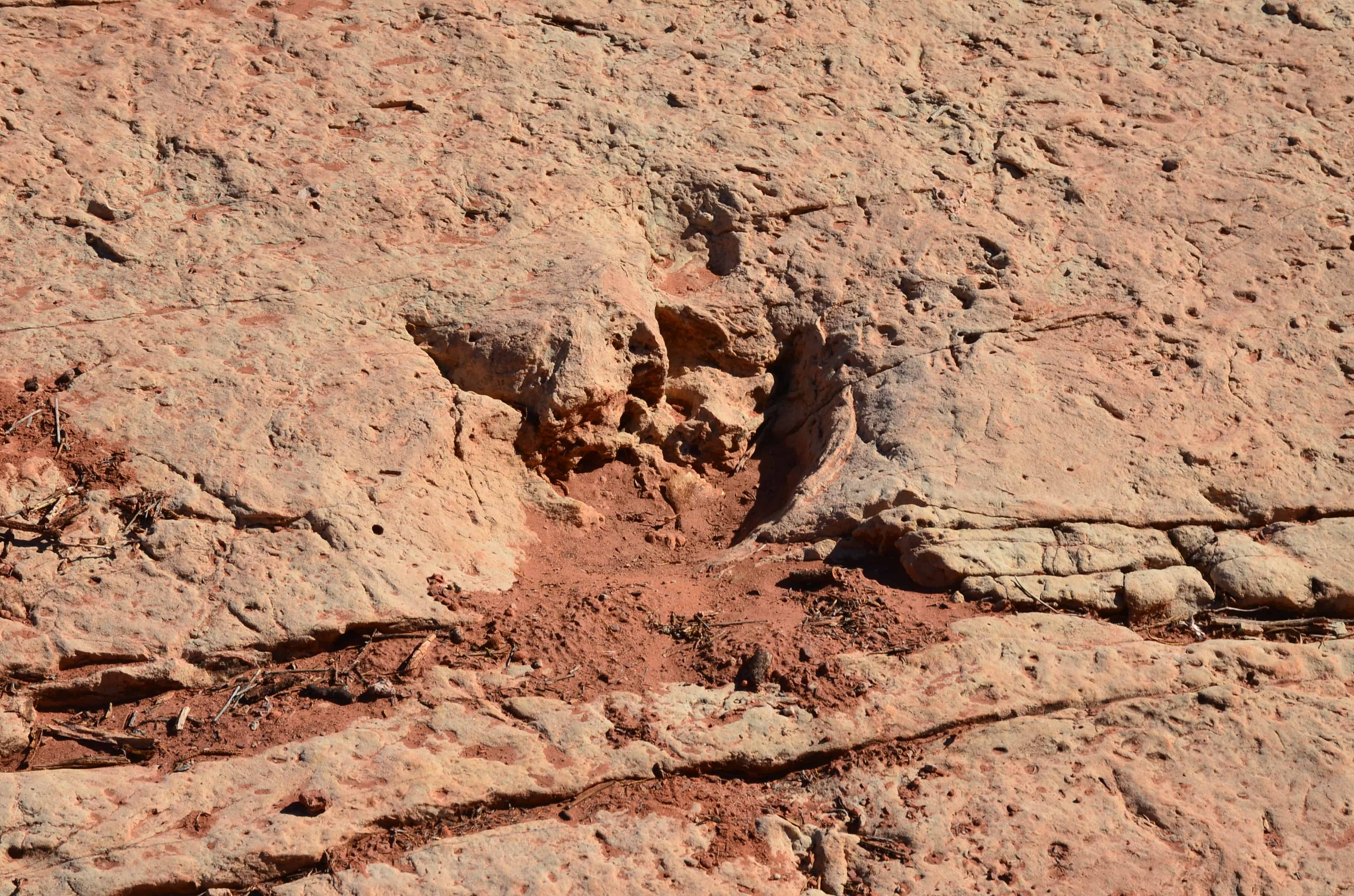 Dinosaur tracks on the Anasazi Trail at Red Cliffs Recreation Area in Utah