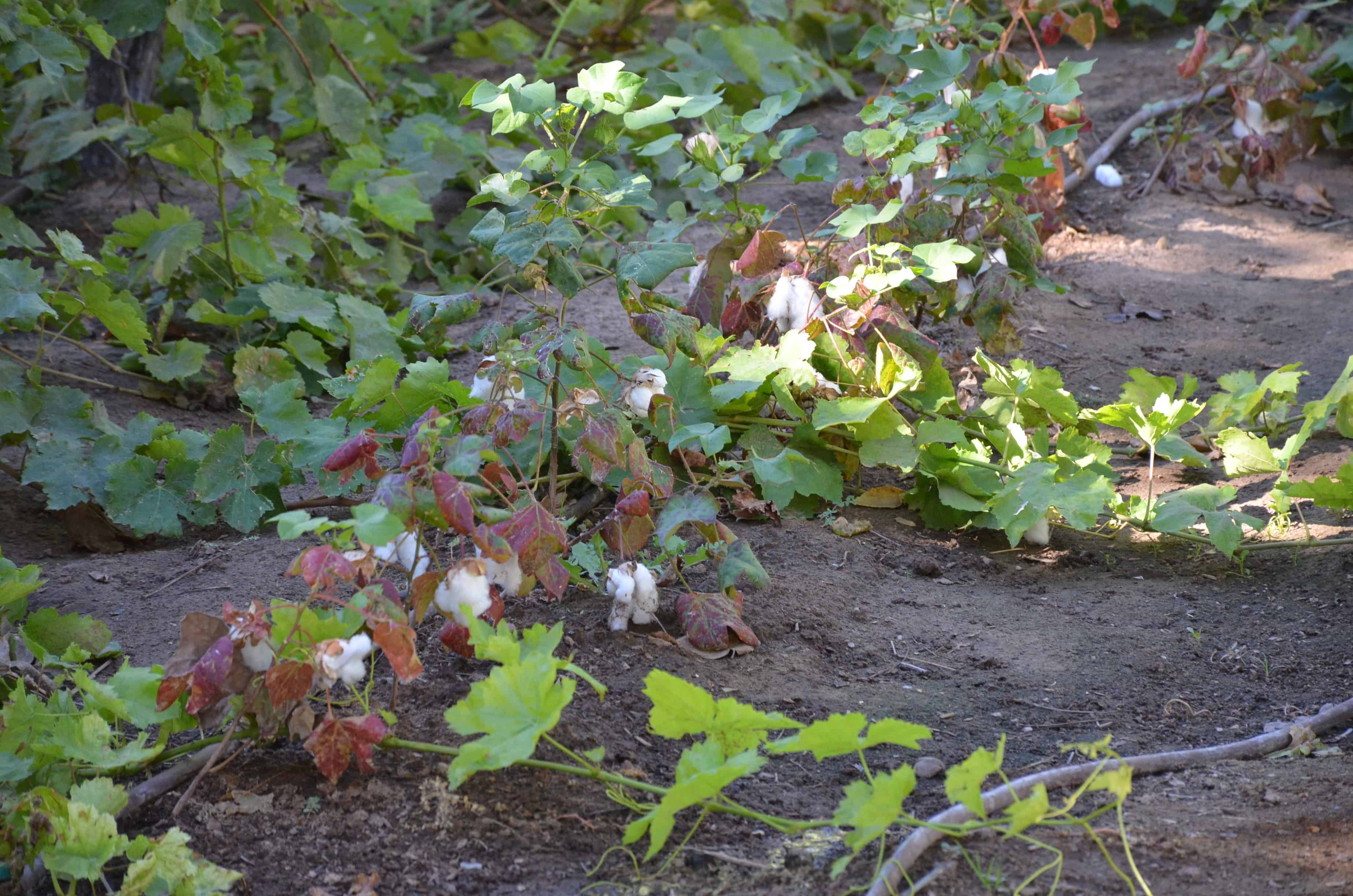 Cotton at the Brigham Young Winter Home in St. George, Utah