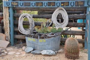 Cactus bath in Chloride, Arizona