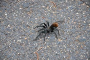 Tarantula on the Rim Trail from Hermits Rest to Pima Point at Grand Canyon National Park in Arizona