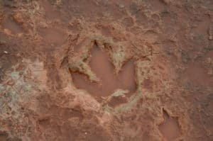 Dinosaur track near Tuba City, Arizona