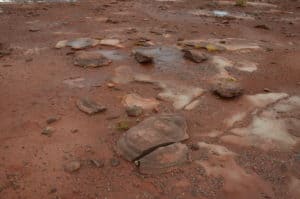 Dinosaur poop near Tuba City, Arizona