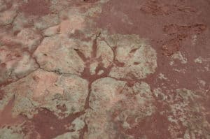 Dinosaur track near Tuba City, Arizona