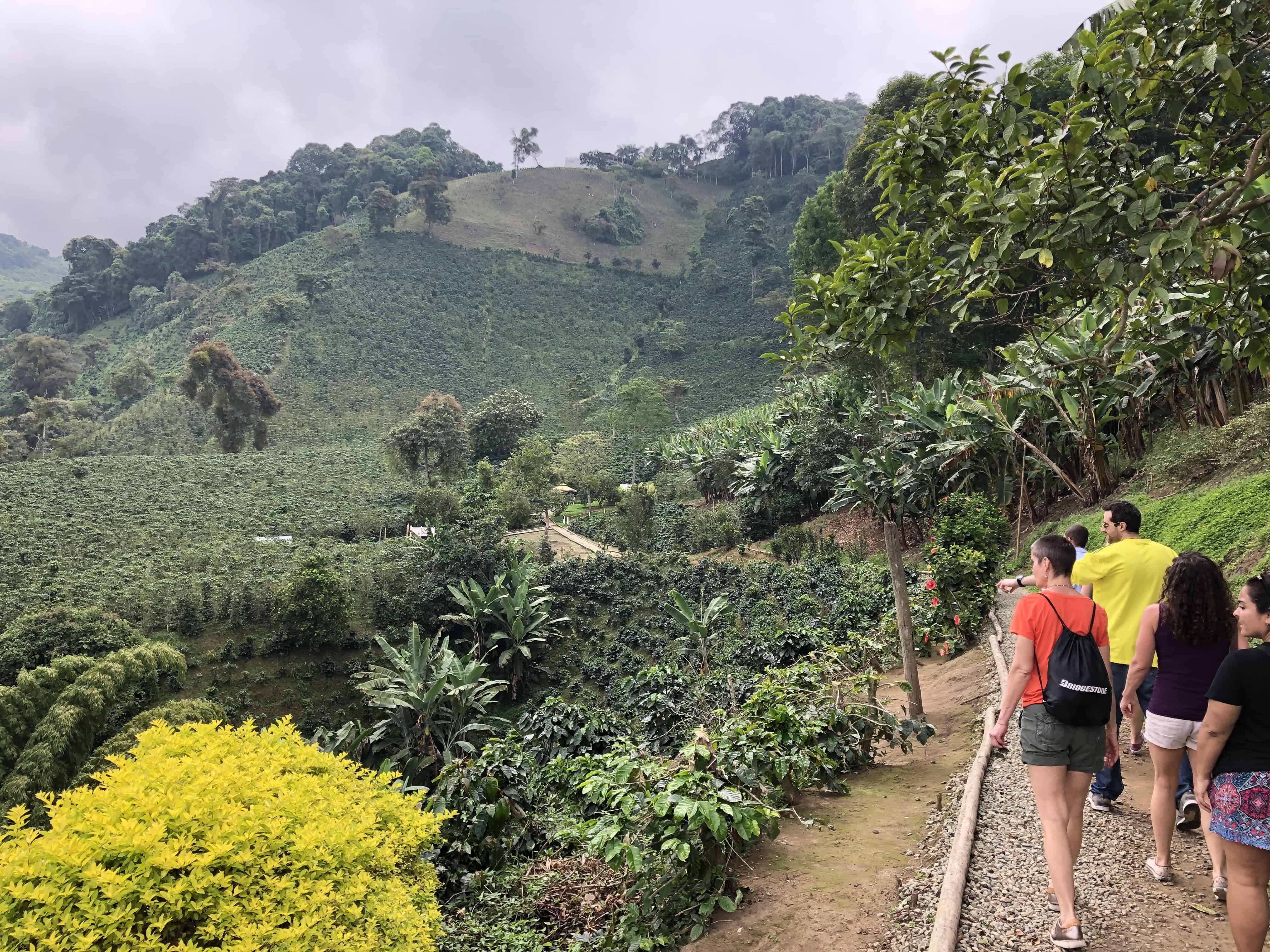 Walking through the plantation during a coffee experience at San Alberto, Buenavista, Quindío, Colombia