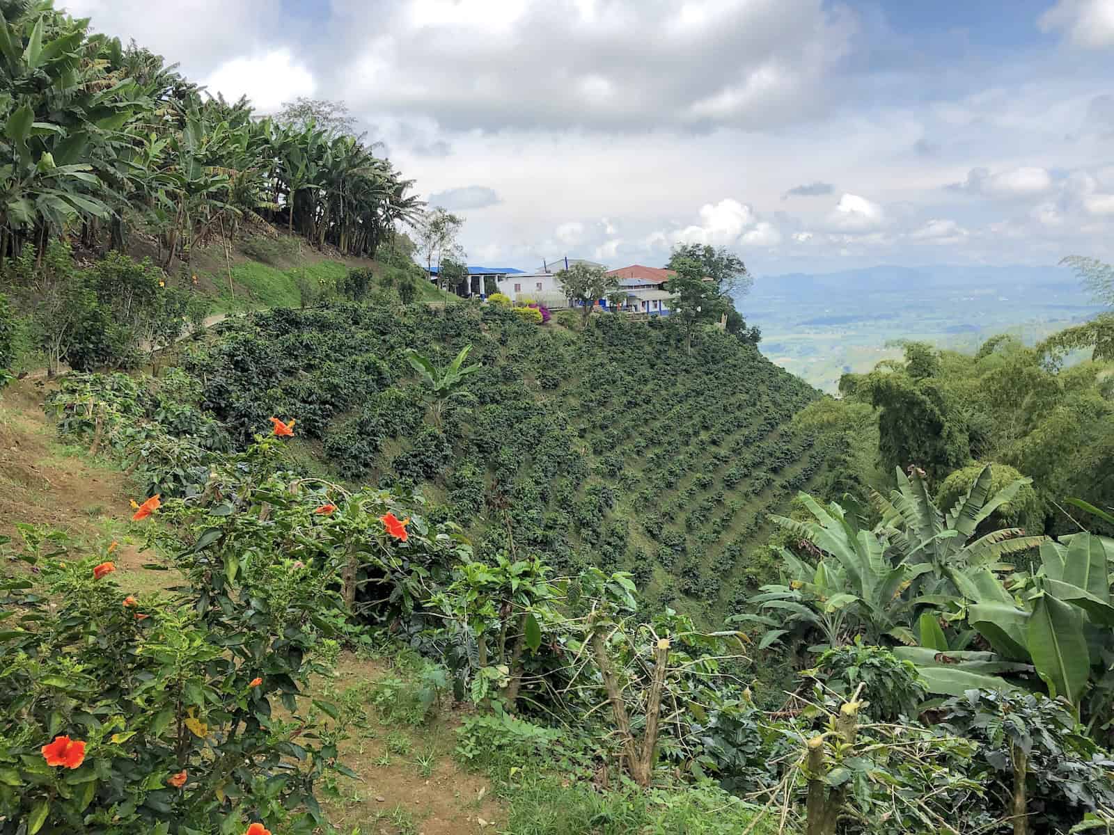 Plantation at San Alberto, Buenavista, Quindío, Colombia