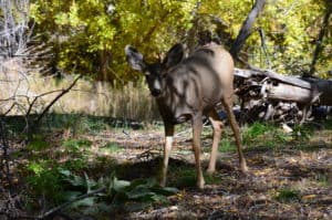 A deer on the trail on Alcove House Trail at Bandelier National Monument in New Mexico