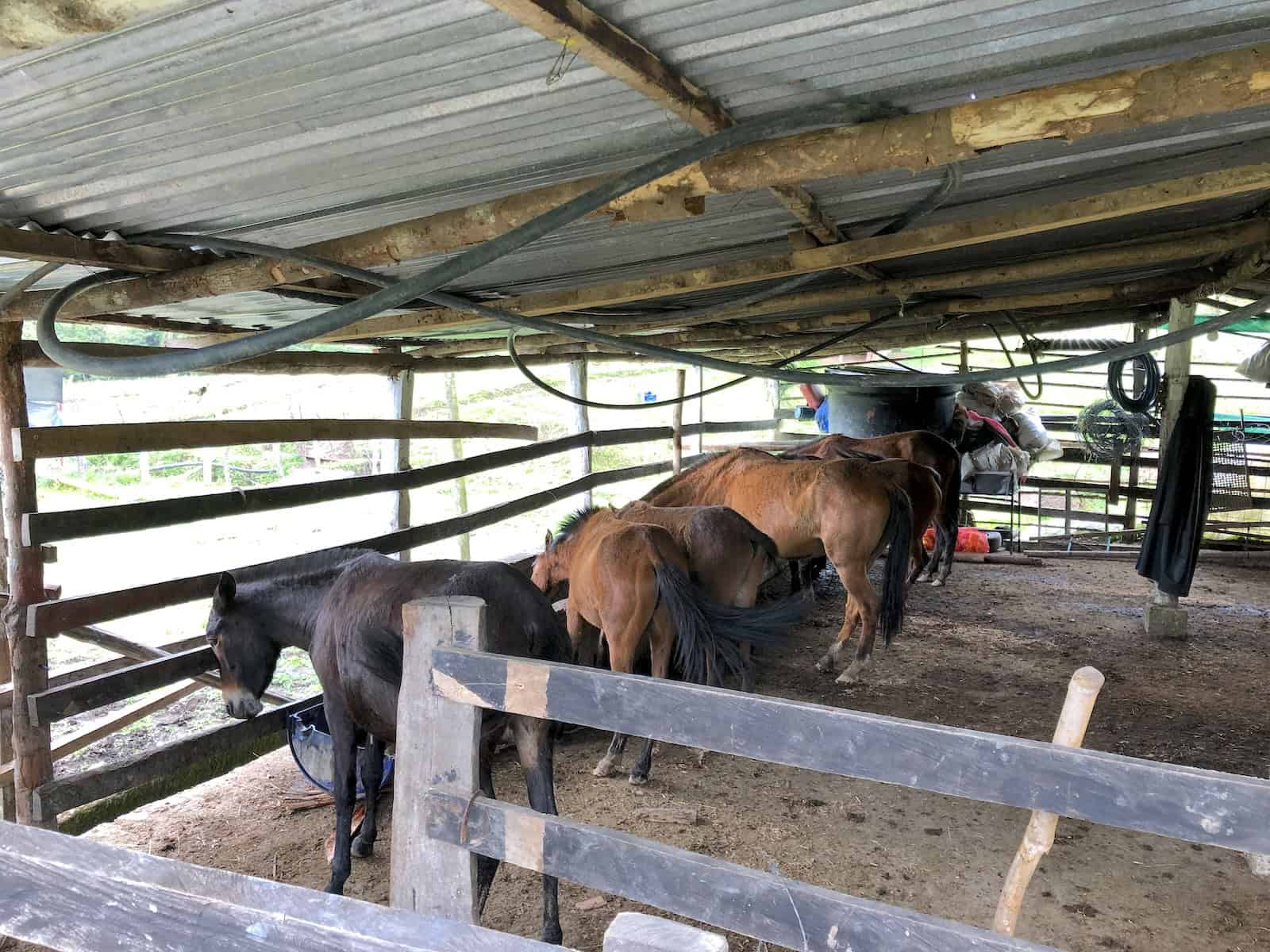 Horses at Mampay