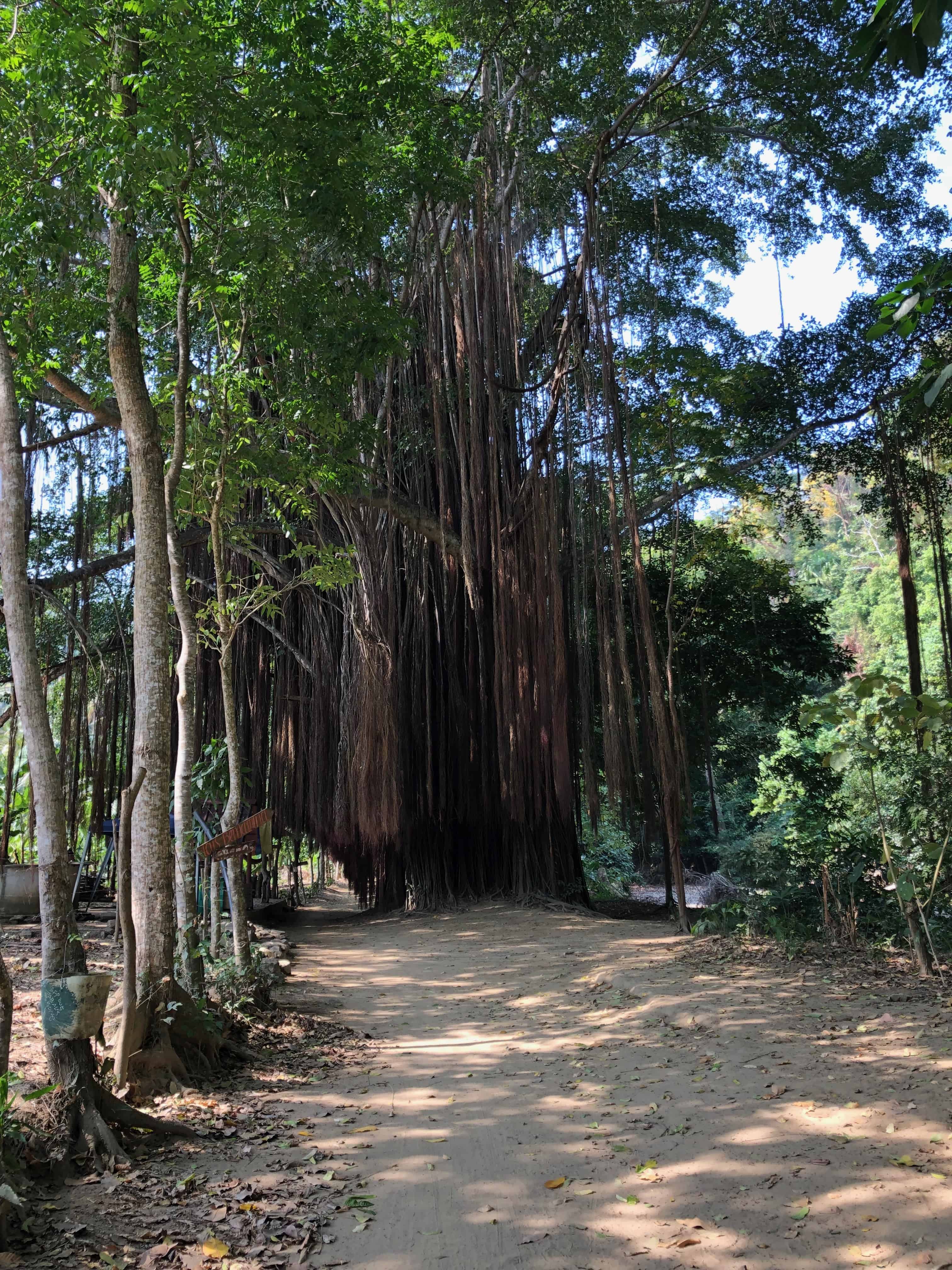 The trail at Quebrada Valencia, Magdalena, Colombia
