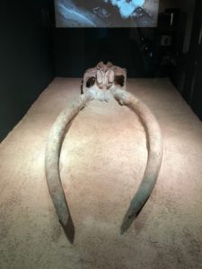 Mammoth tusks at the Museo de San Isidro in La Latina, Madrid, Spain