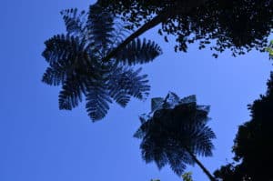 Looking up at some trees at the Alexander von Humboldt Botanical Garden in Marsella, Risaralda, Colombia