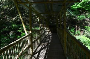 Bamboo bridge at the Alexander von Humboldt Botanical Garden in Marsella, Risaralda, Colombia