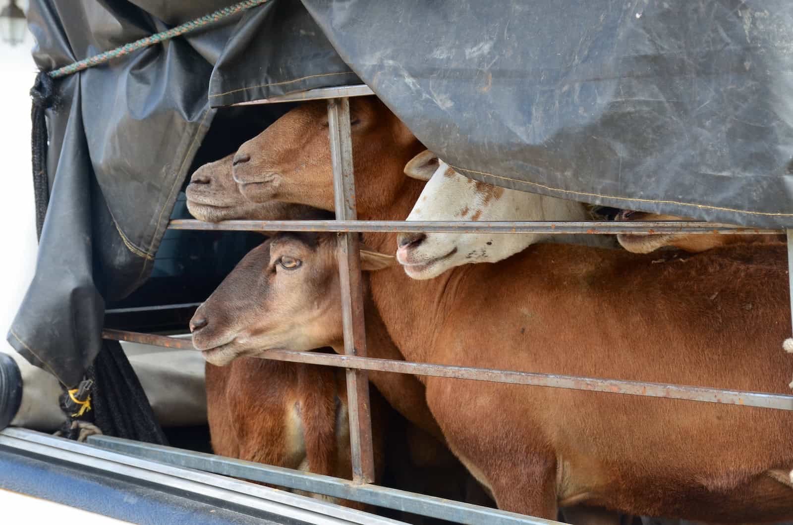 Goats watching the Saturday Market from the back of a truck