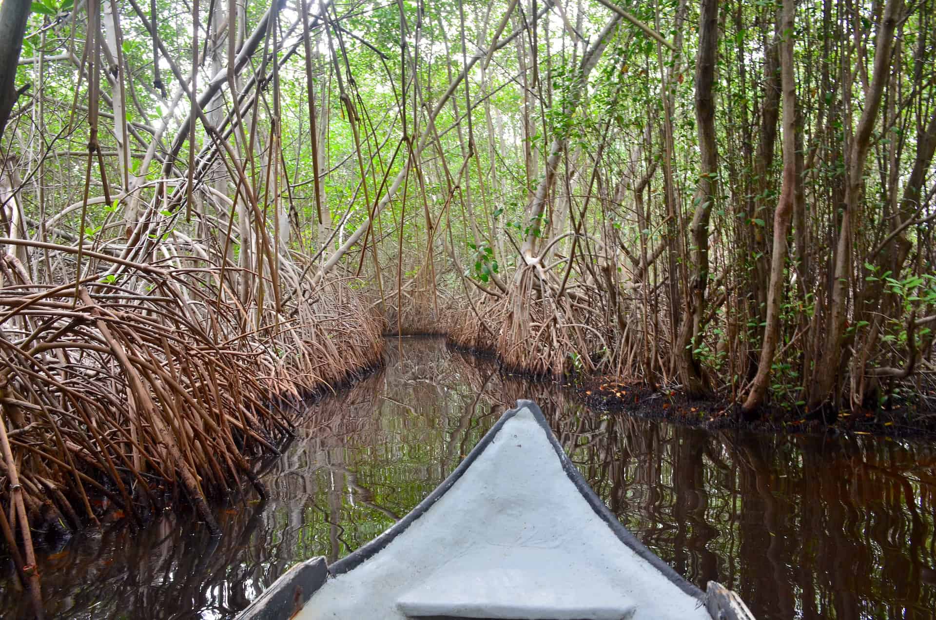 Heron Tunnel at Ciénaga de la Caimanera in Coveñas, Sucre, Colombia