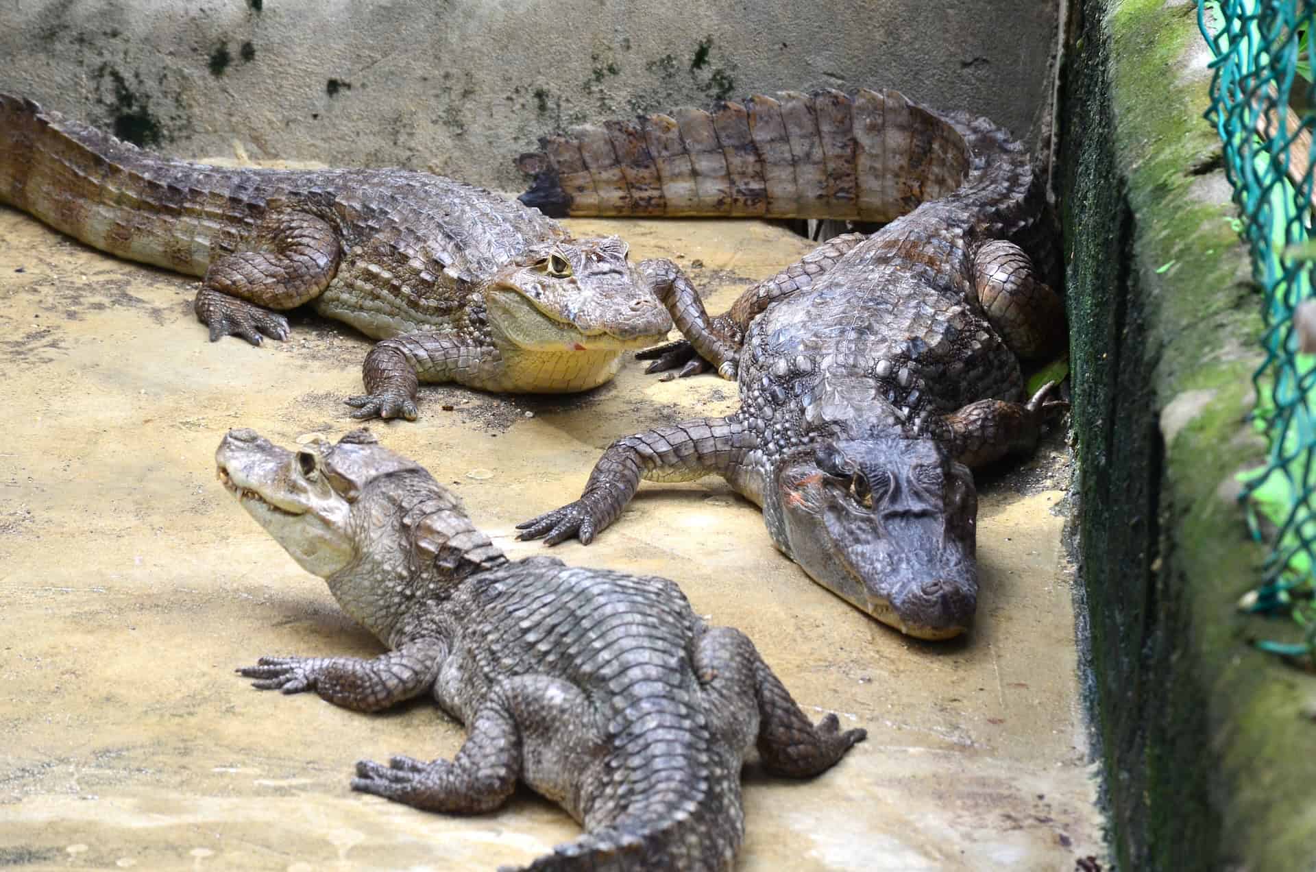 Caimans at Ciénaga de la Caimanera in Coveñas, Sucre, Colombia