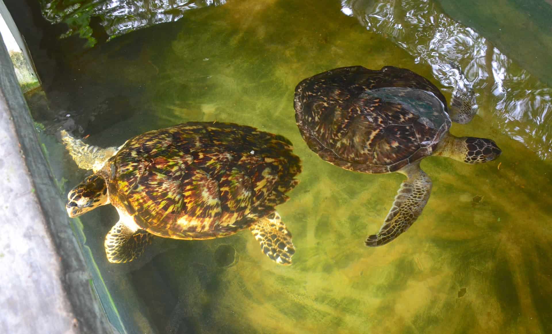 Sea turtles at Ciénaga de la Caimanera in Coveñas, Sucre, Colombia