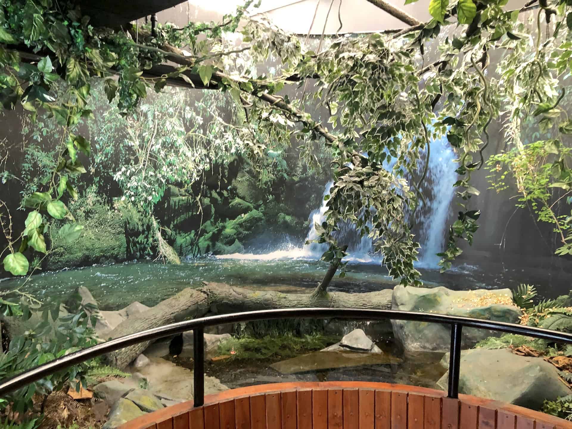 Forest ecosystem at the Water Museum in Medellín, Antioquia, Colombia