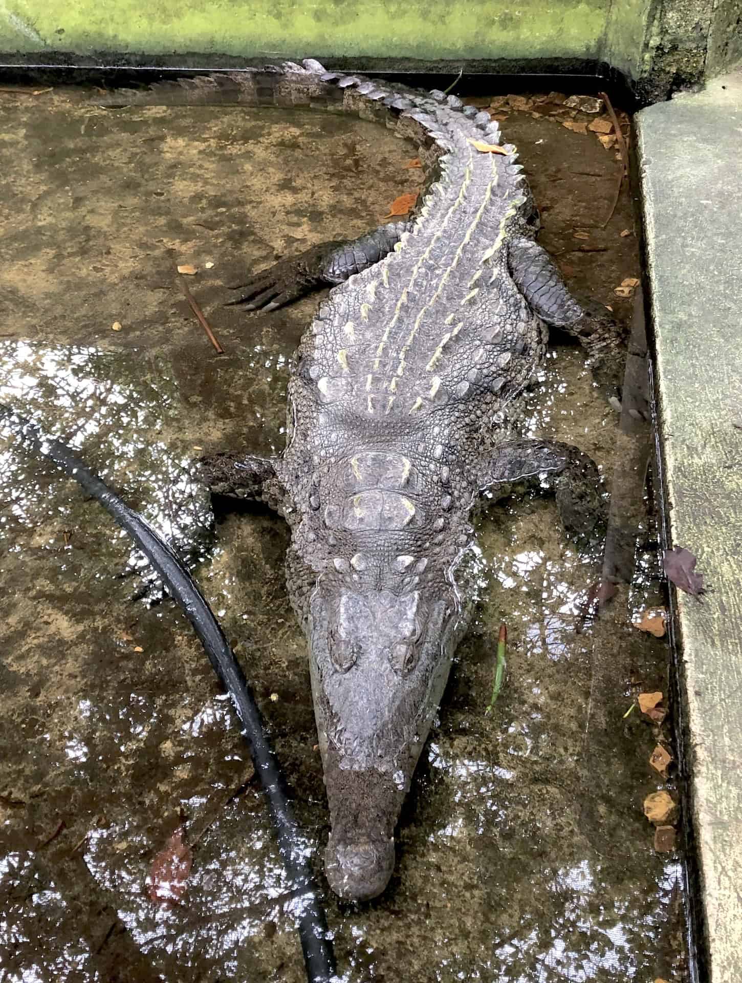 Large caiman