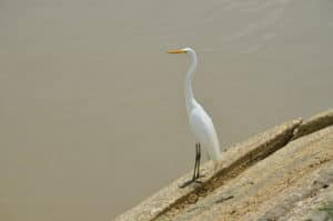 White heron standing by the river