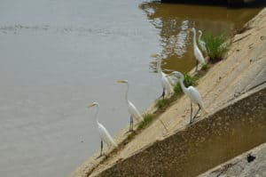White herons gathered by the river