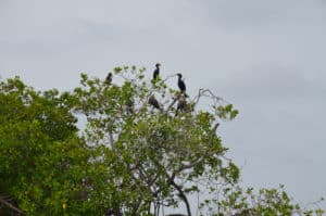 Cormorants resting on a tree at Isla Boquerón at the San Bernardo Islands, Colombia