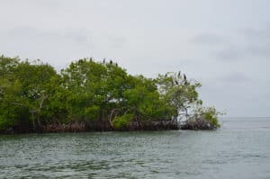 Cormorants resting on a tree at Isla Boquerón