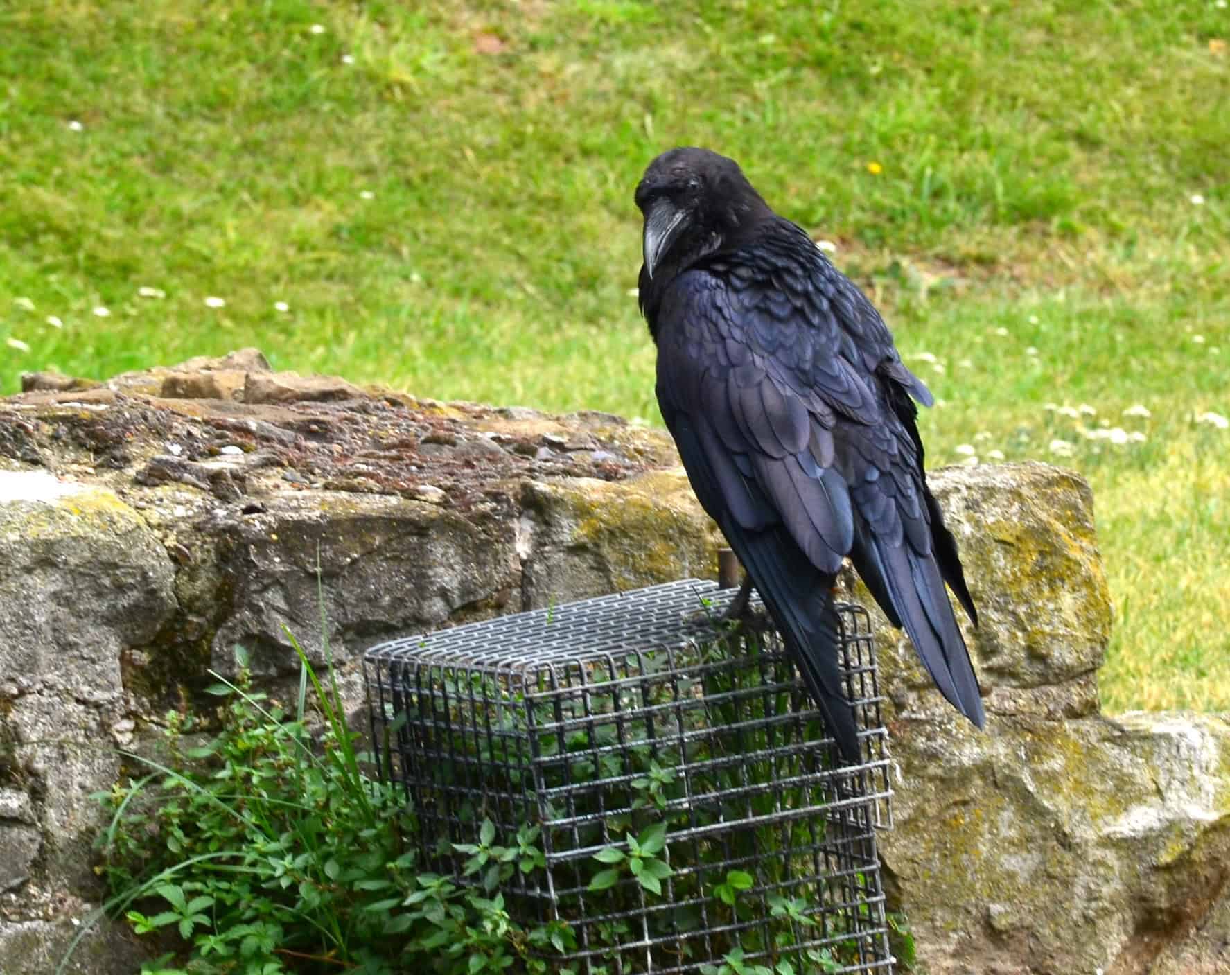 Raven in the Inner Ward of the Tower of London in London, England