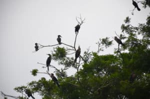 Cormorants resting in a tree