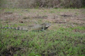 Iguana on the banks of the canal