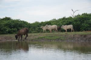 Cattle grazing along the canal