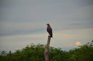 Hawk resting on a post