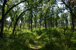 Hiking through an oak savanna