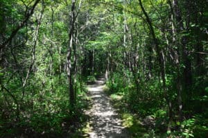 Bailly/Chellberg Trail at Indiana Dunes National Park