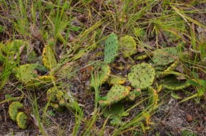 Prickly pear cactus along the trail