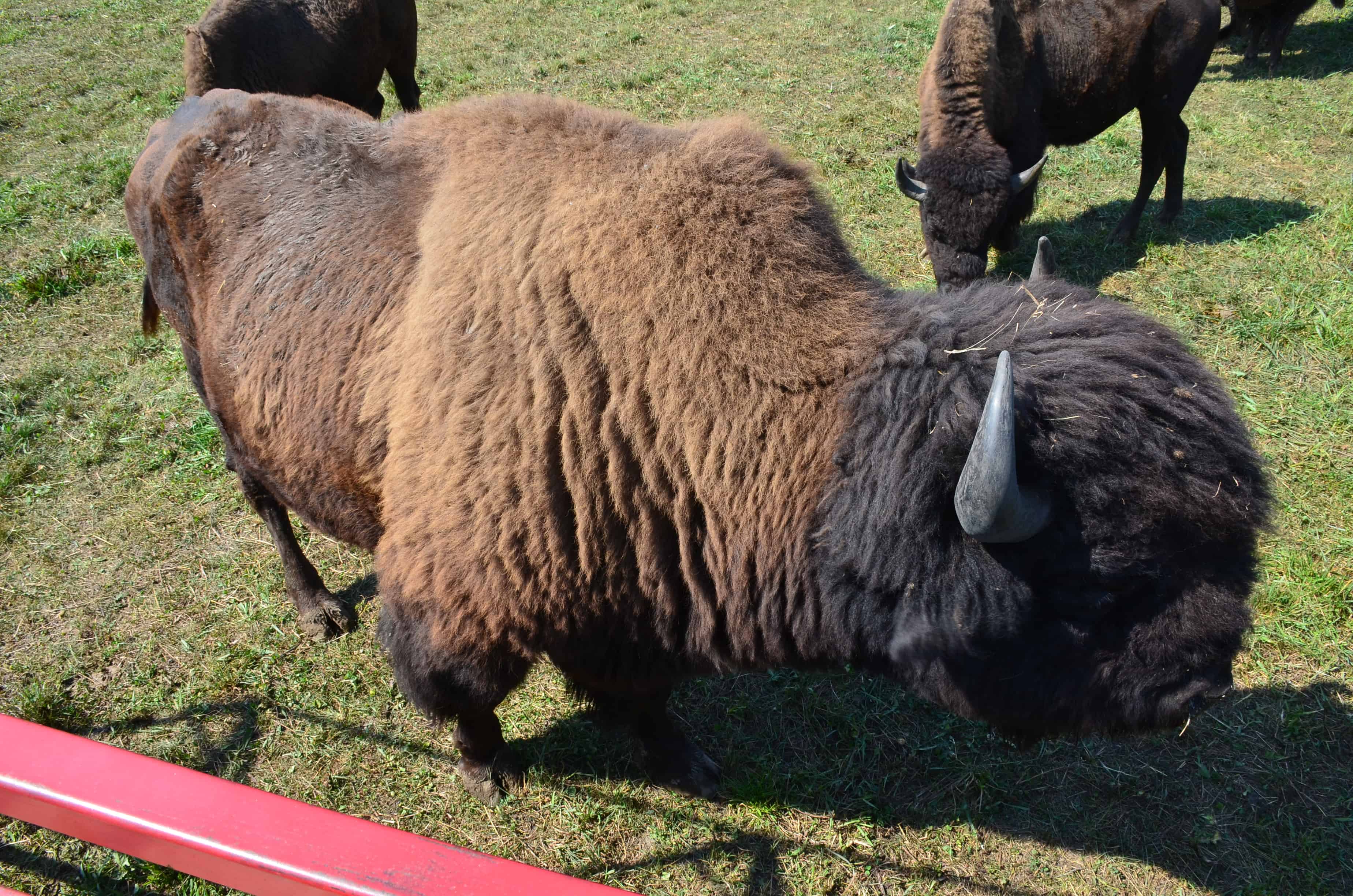 One of the bigger bison at the ranch