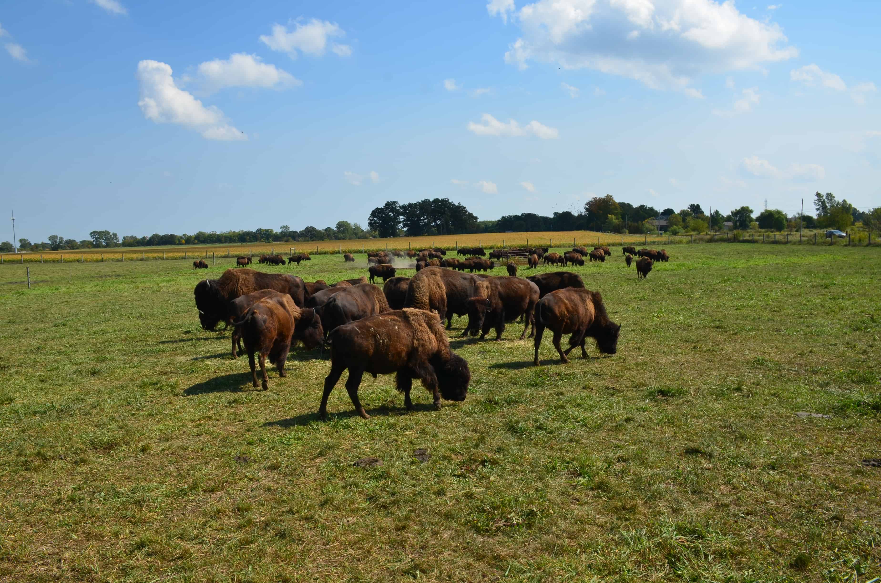 Bison grazing at the ranch