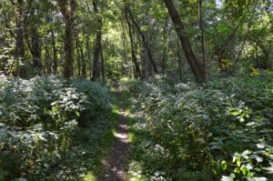 The start of the trail from the east parking lot on the Heron Rookery Trail at Indiana Dunes National Park