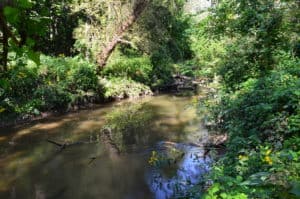 A portion of the Little Calumet River along the trail