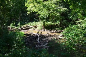A section of the river blocked with logs and debris