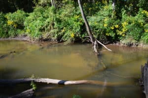 A portion of the Little Calumet River along the trail