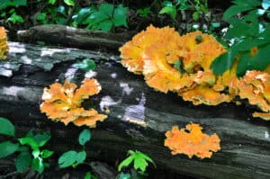 Fungus growing on a log