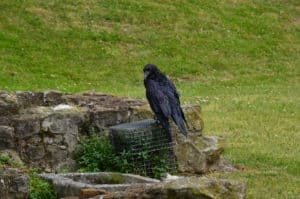 Raven in the Inner Ward of the Tower of London in London, England