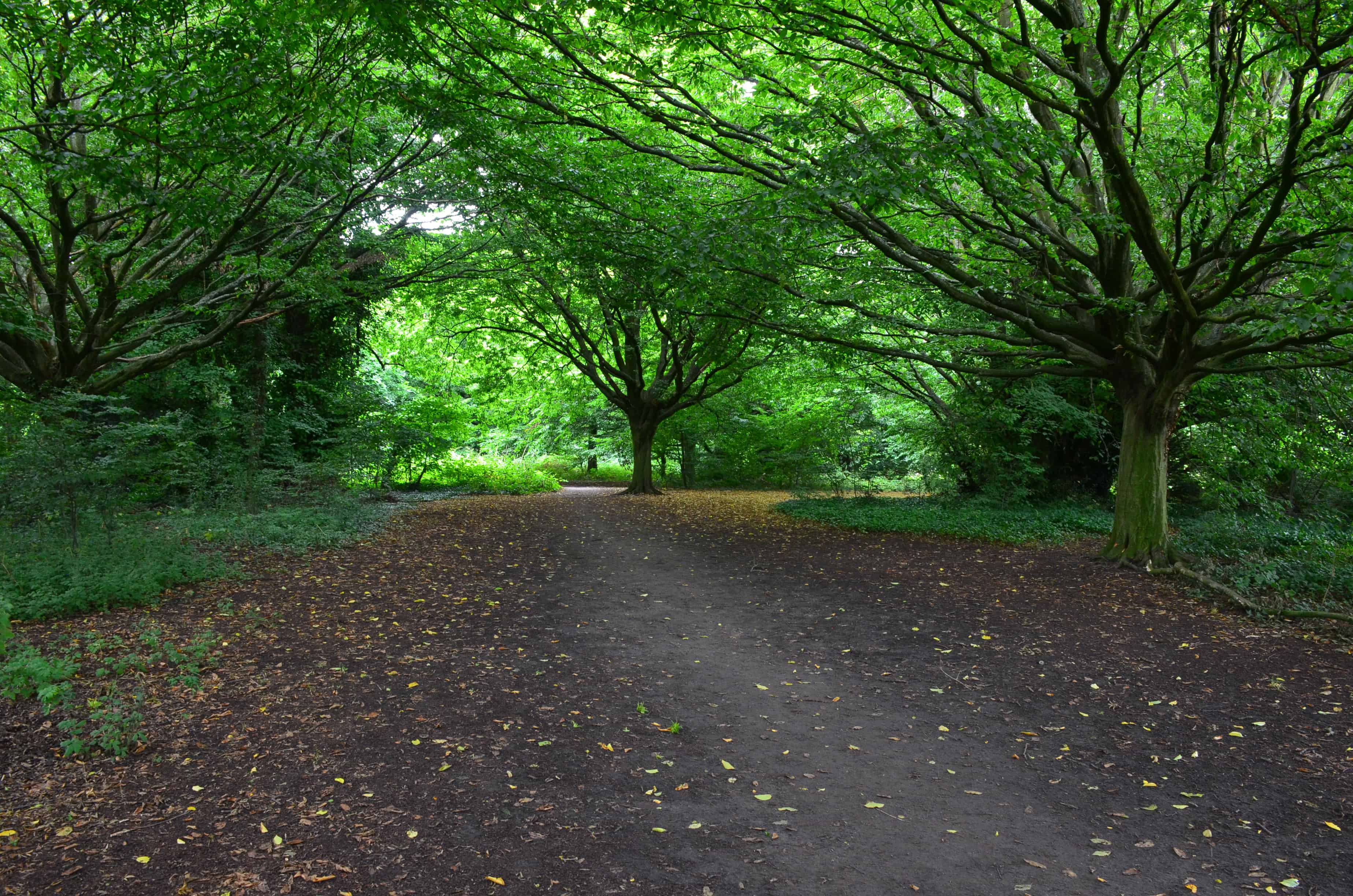 A path through the forest