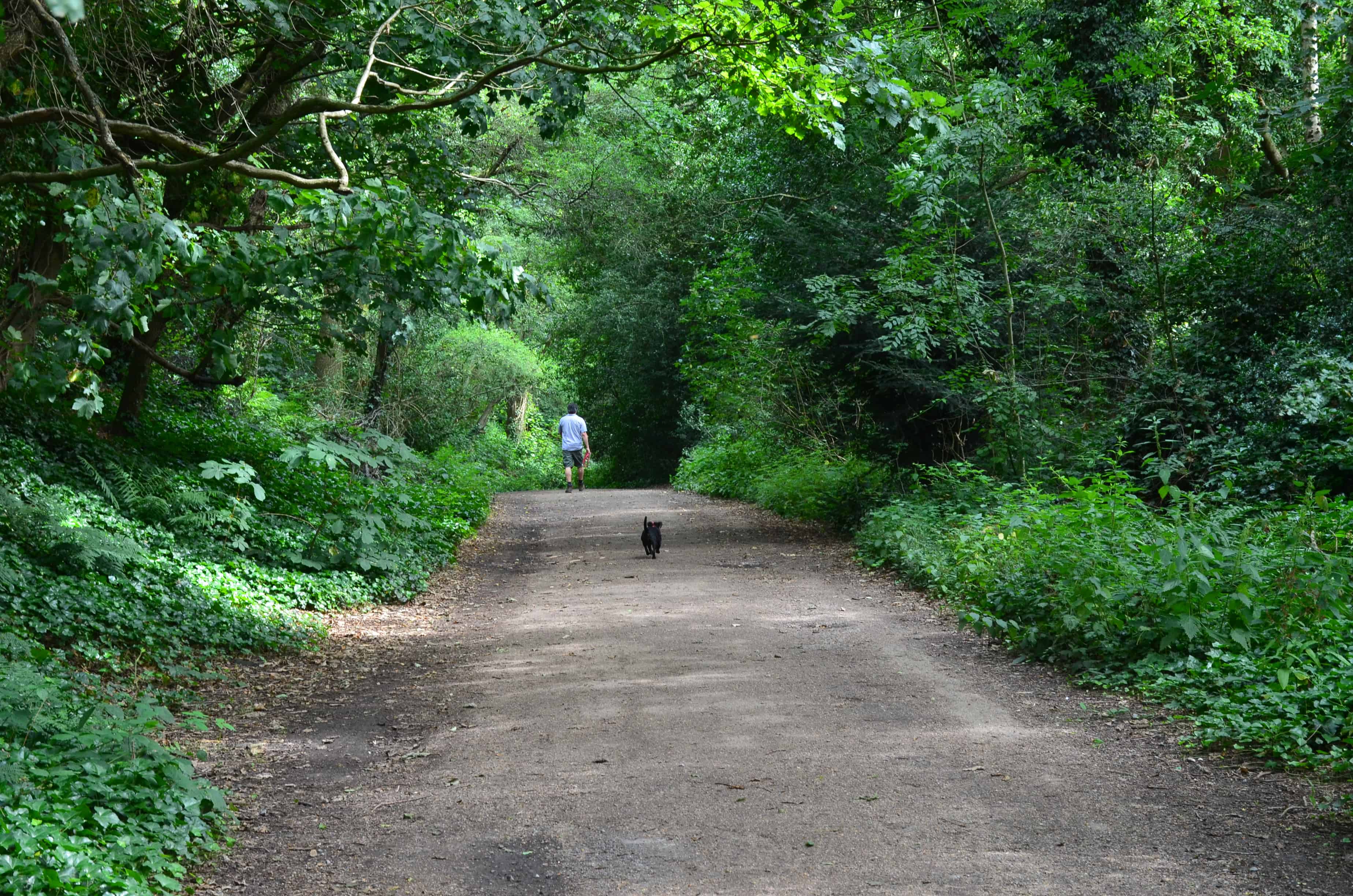 A path through the forest