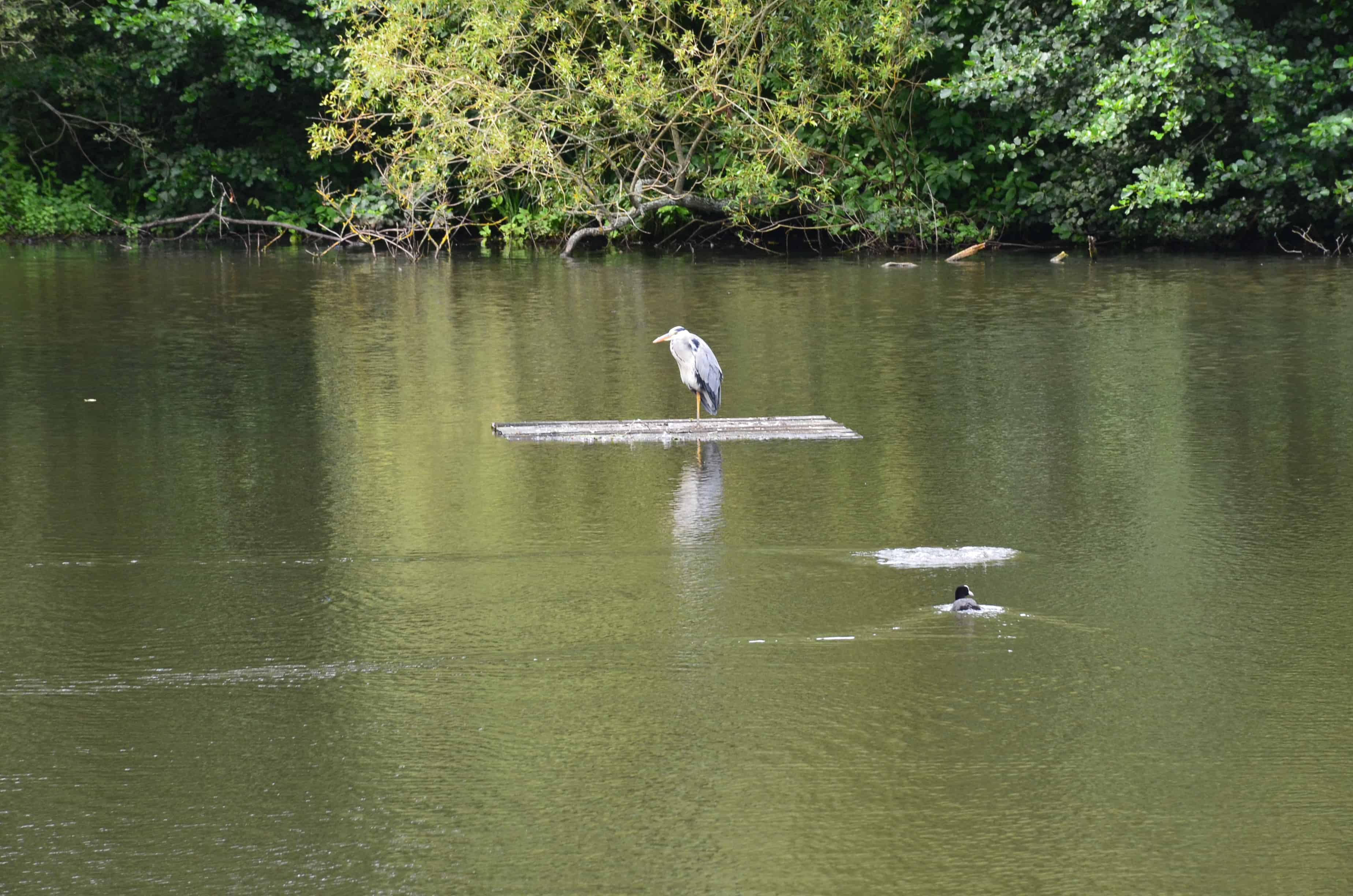 A heron at one of the ponds