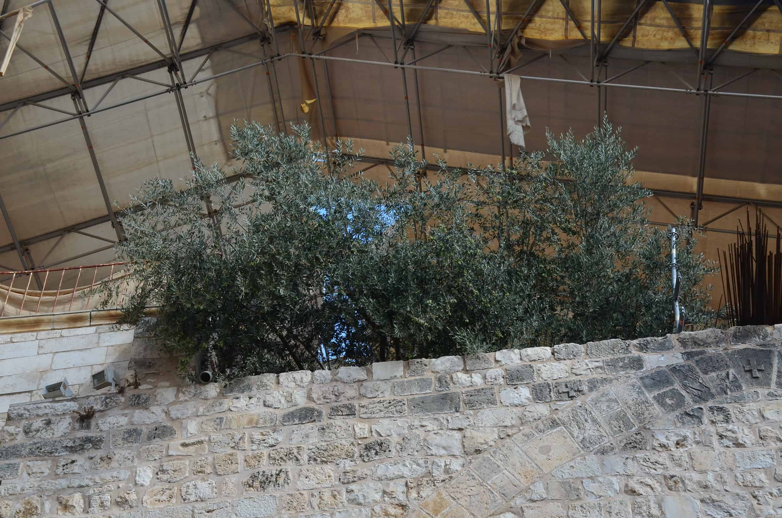 Olive tree at Deir es-Sultan