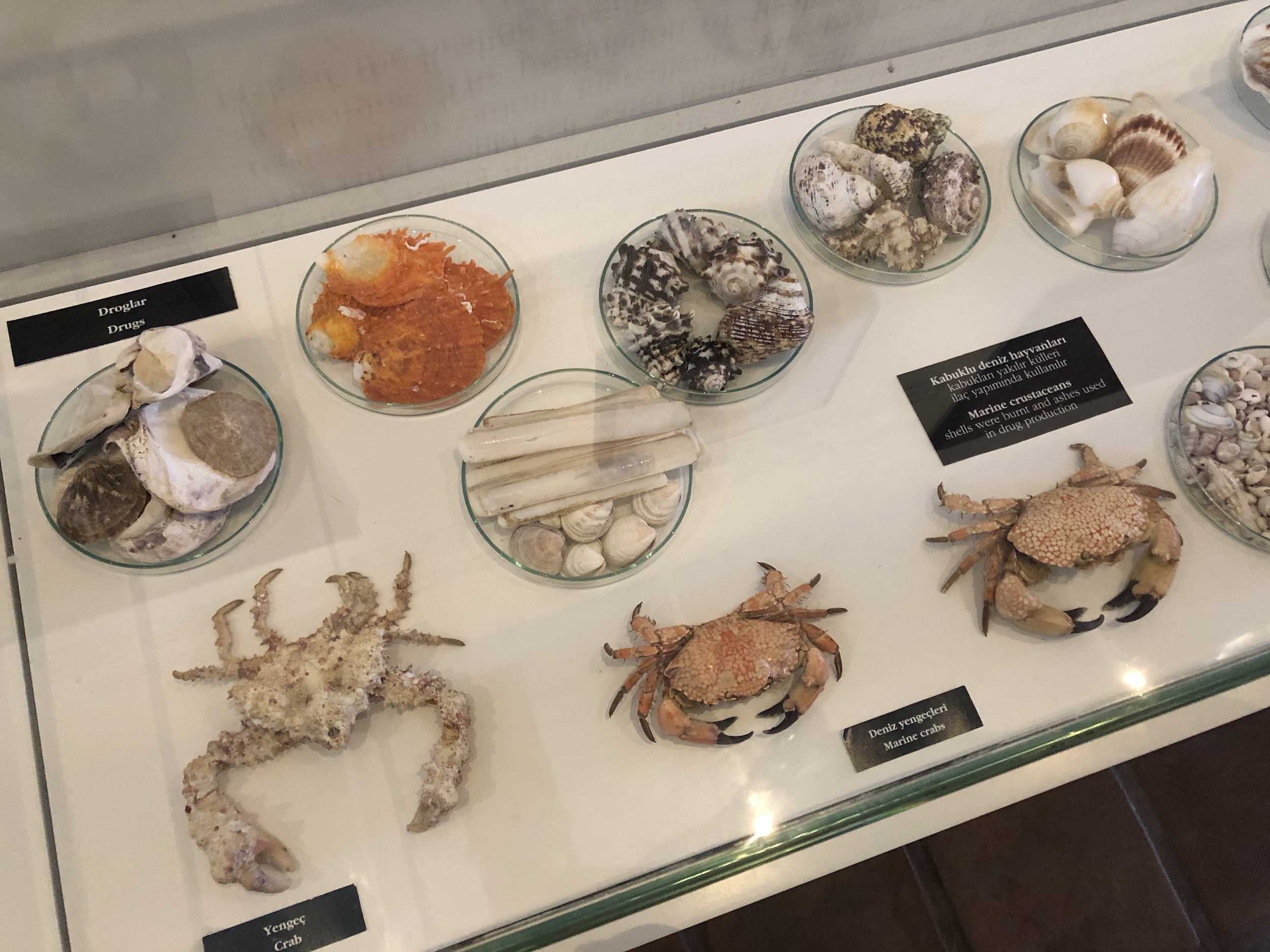 Crustaceans used in Ottoman medicine